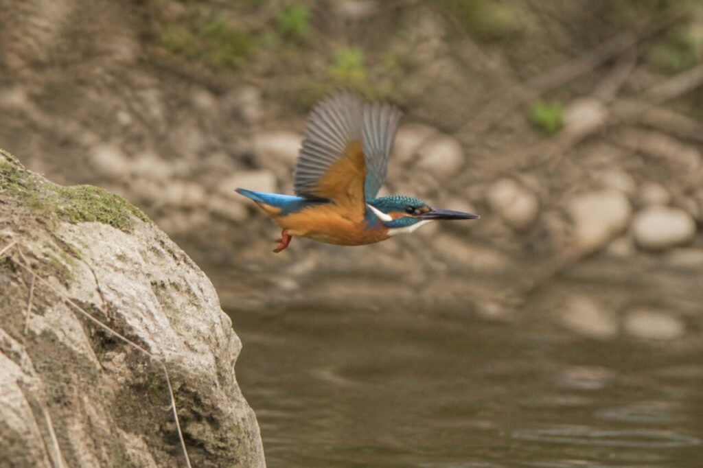 Abflug vom Bachufer — Eisvogel