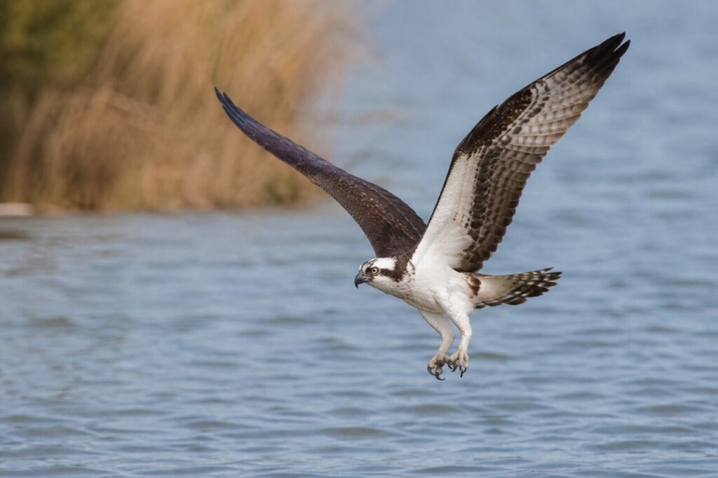 Ufernaher Flug — Fischadler