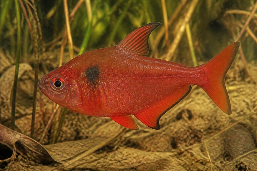 Blutsalmler — Tintenschwarzer Schulterfleck