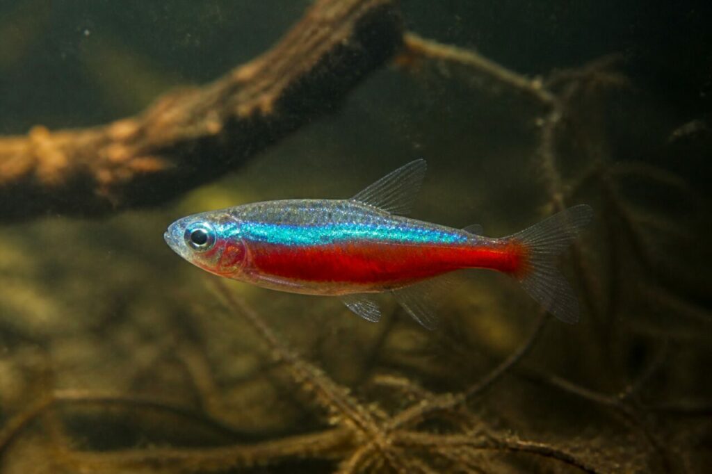 Roter Neon — Türkise Leuchtspur