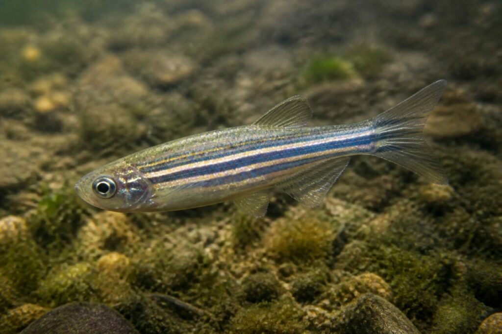Zebrabärbling — Azurblaues Streifenmuster