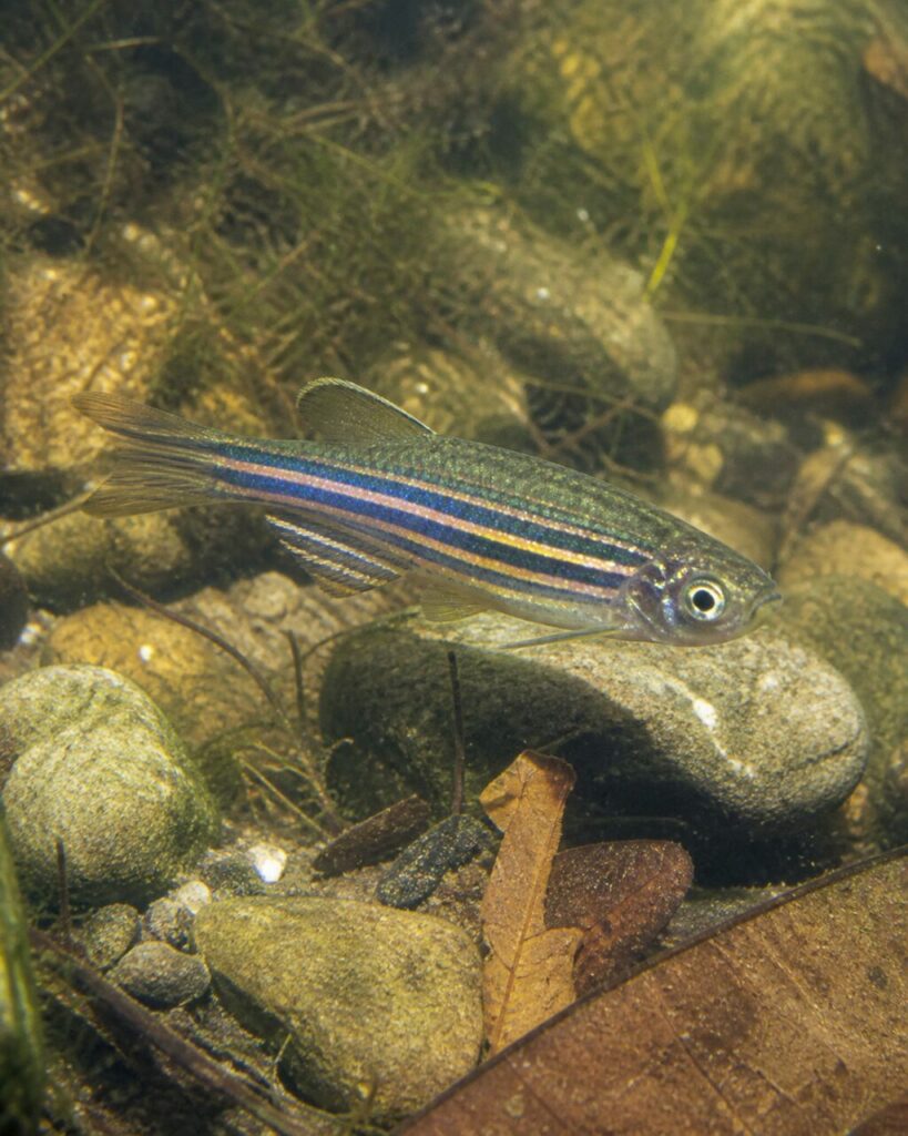 Zebrabärbling — Spindelförmige Kontur
