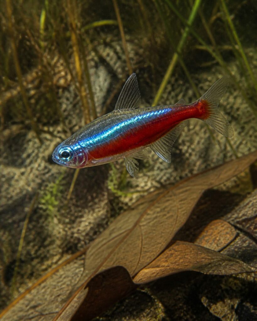 Roter Neon — Kardinalroter Bauch