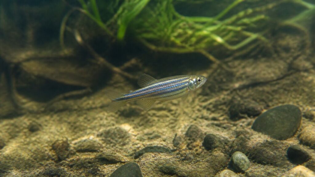 Zebrabärbling — Silberne Linienführung
