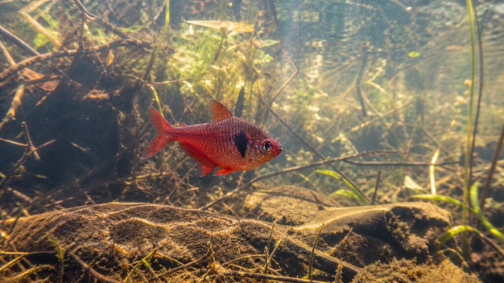 Blutsalmler — Kupferrote Querung