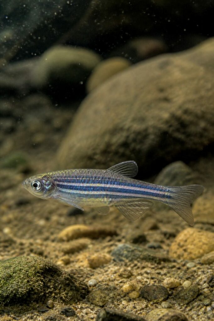 Zebrabärbling — Parallele Bänder
