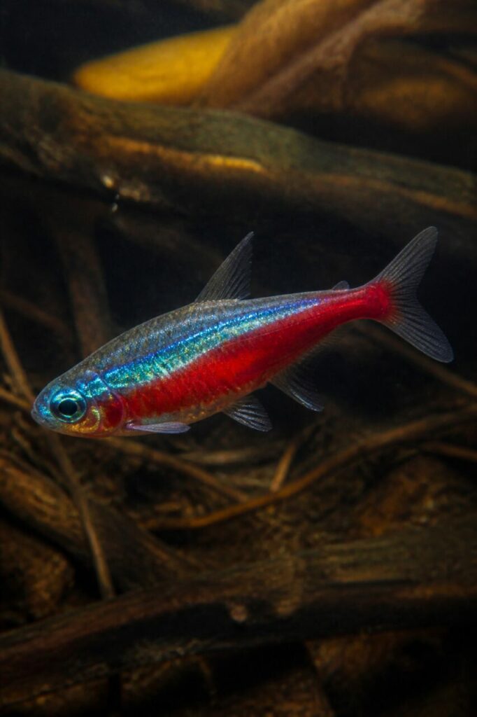 Roter Neon — Beschattetes Totholz