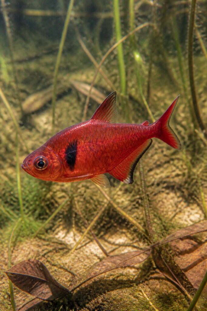 Blutsalmler — Glutrote Schuppen