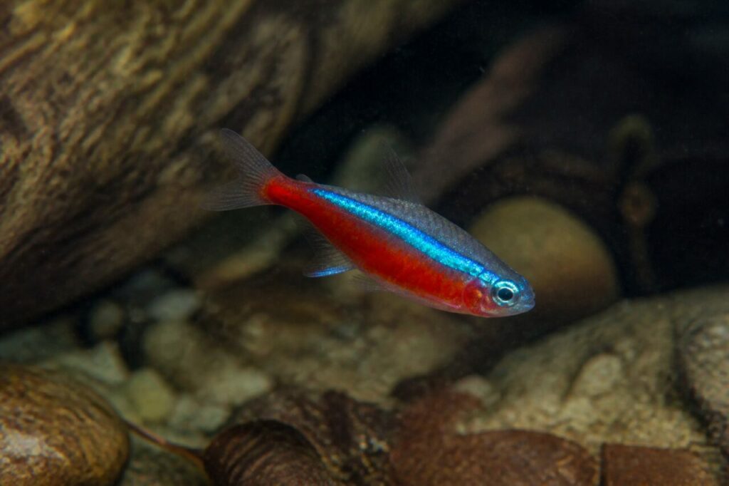 Roter Neon — Zweifarbige Schwimmbahn
