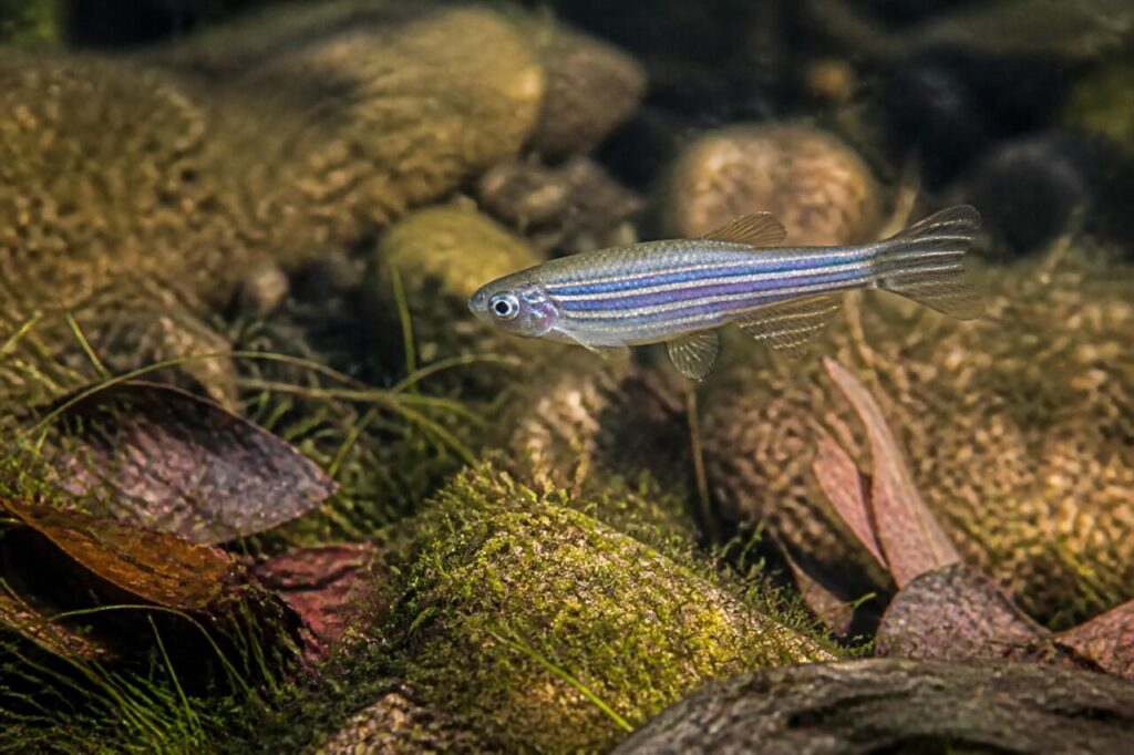Zebrabärbling — Gestreiftes Gleiten