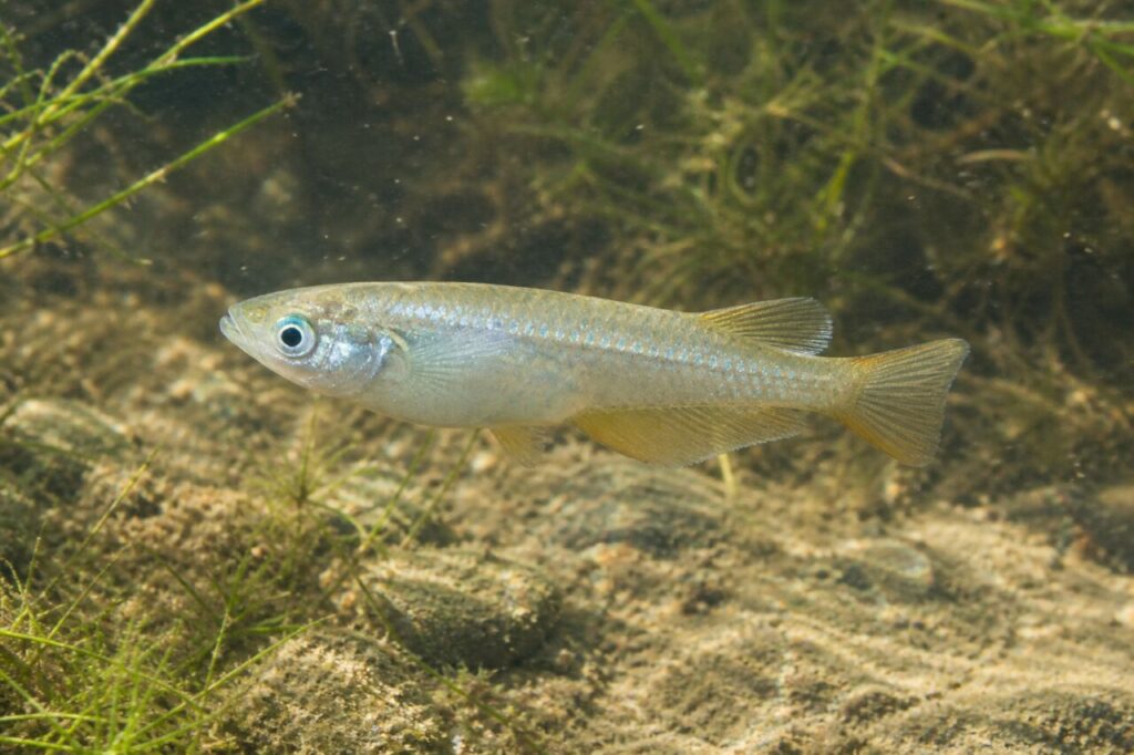 Japanischer Reisfisch — Perlmuttartige Schuppen