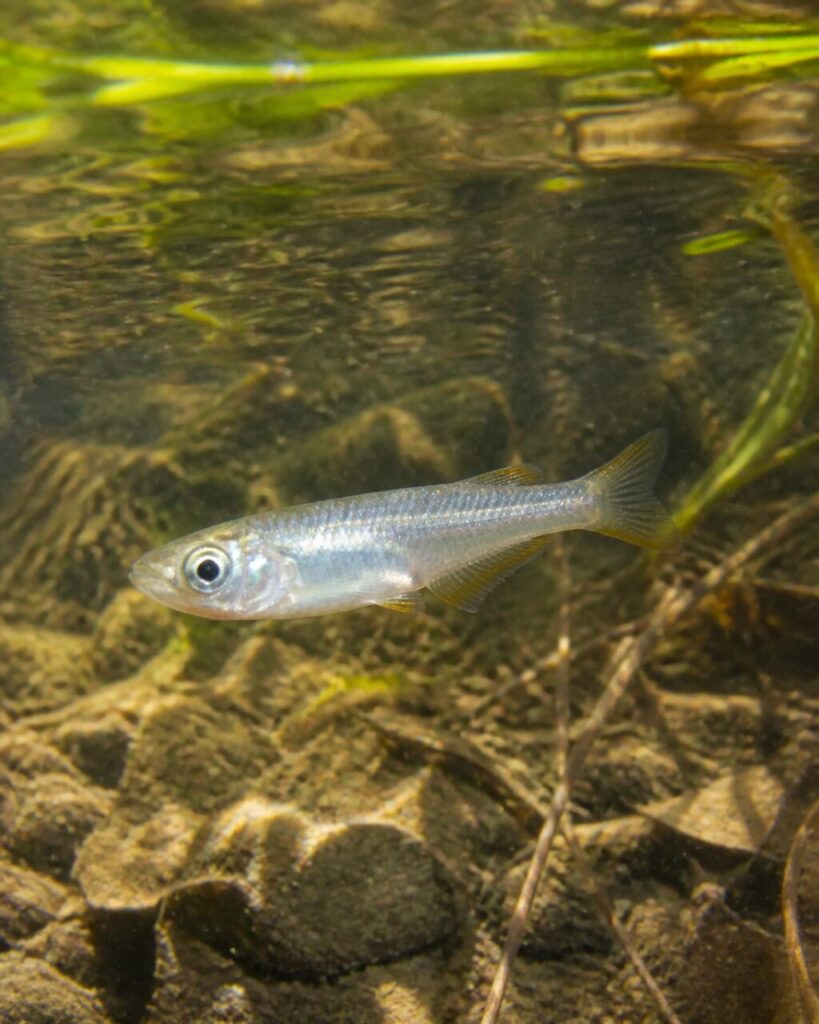 Japanischer Reisfisch — Bewachsene Oberfläche