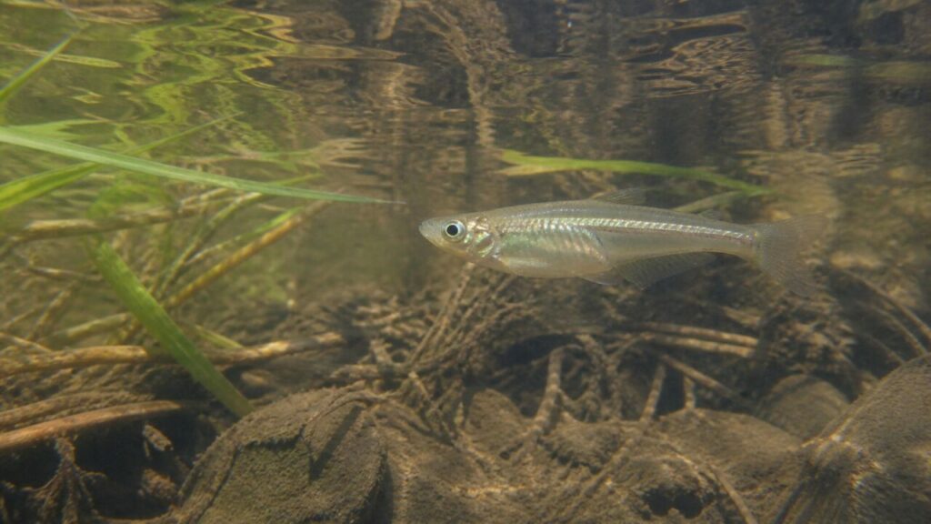 Japanischer Reisfisch — Silbriger Rücken