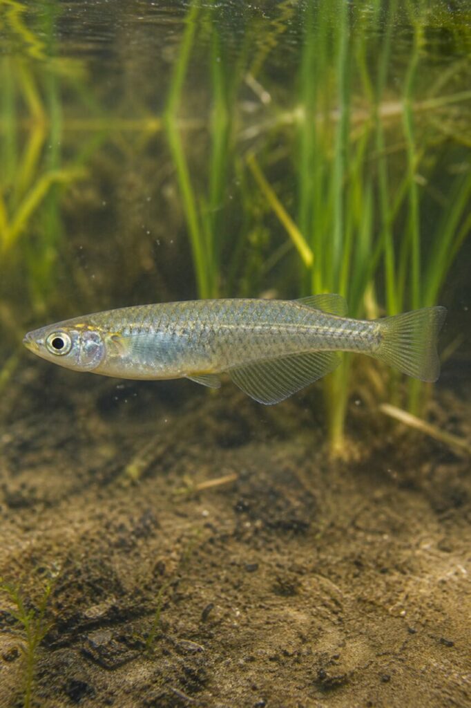Japanischer Reisfisch — Gefächerte Afterflosse