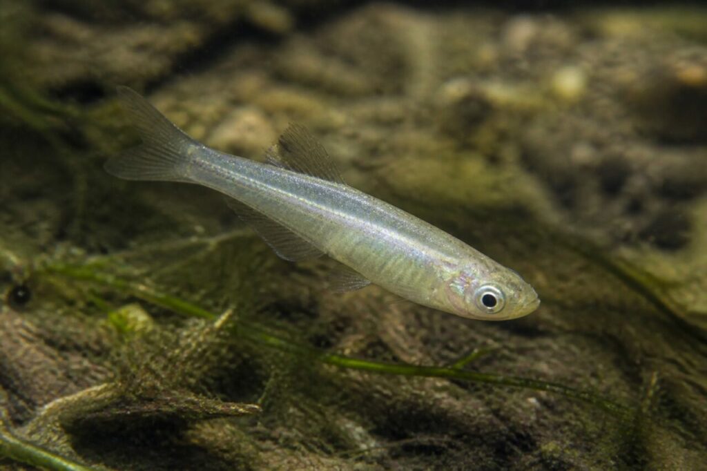 Japanischer Reisfisch — Bemooste Kiesel