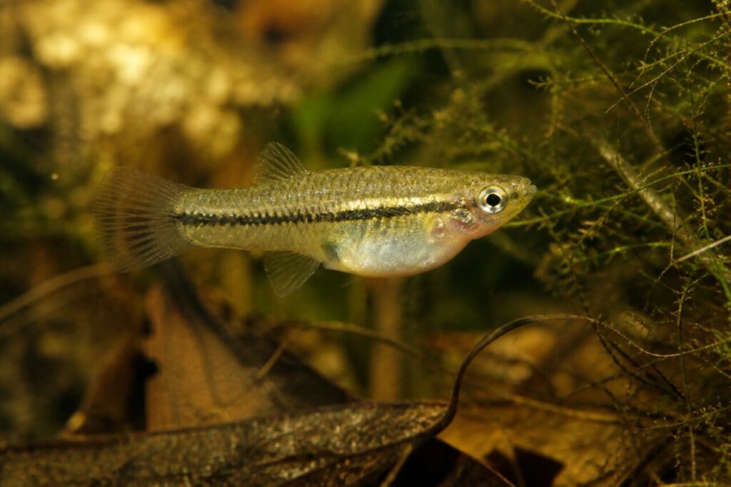 Kleiner Killifisch — Bernsteinfarbenes Band