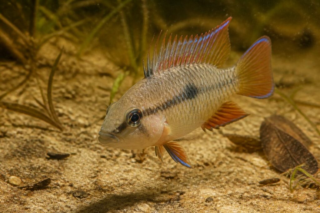 Bolivianischer Schmetterlingsbuntbarsch — Kohlefarbener Fleck