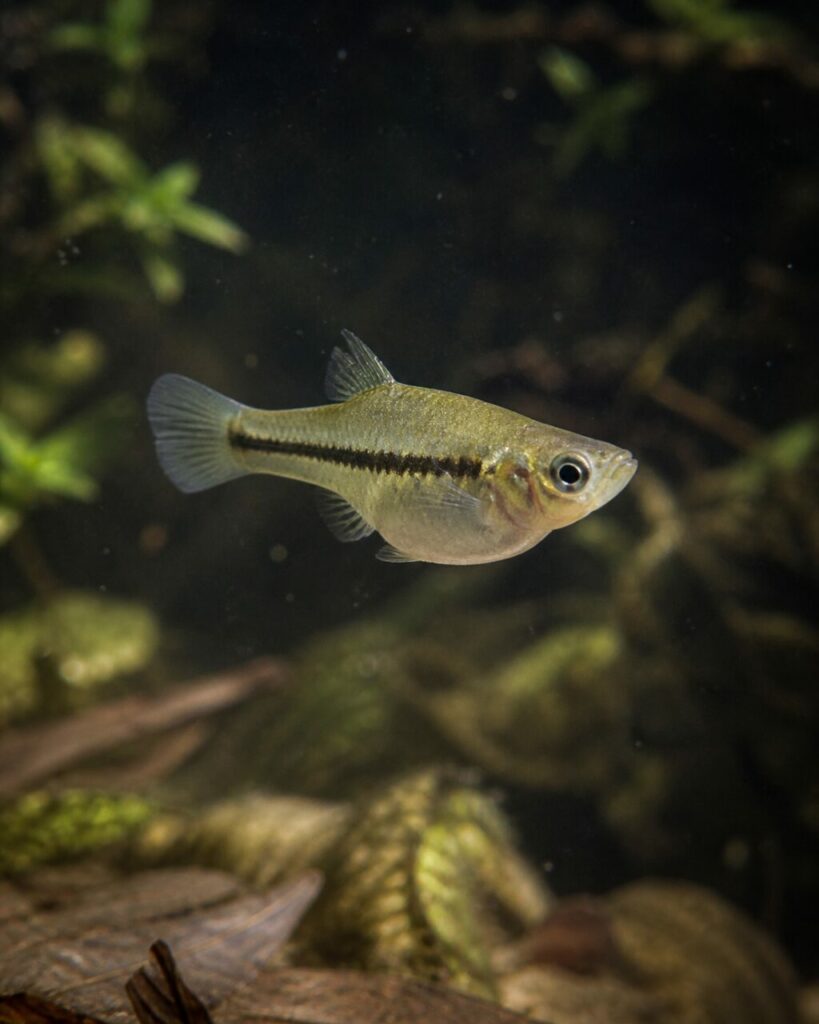 Kleiner Killifisch — Perlmuttfarbener Bauch