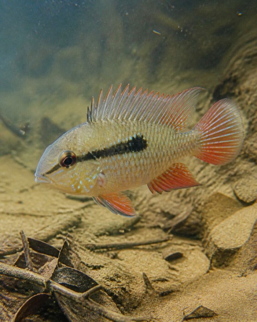 Bolivianischer Schmetterlingsbuntbarsch — Mandarinenfarbener Schwanz