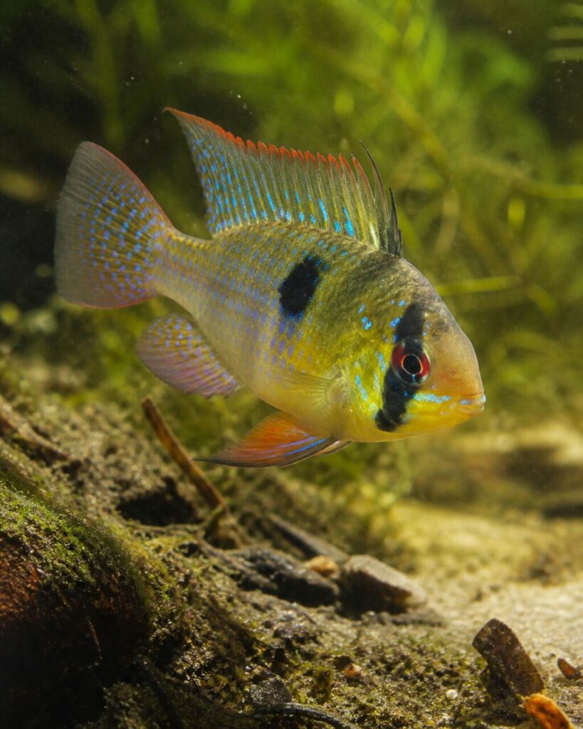 Schmetterlingsbuntbarsch — Stachliger Flossenfächer