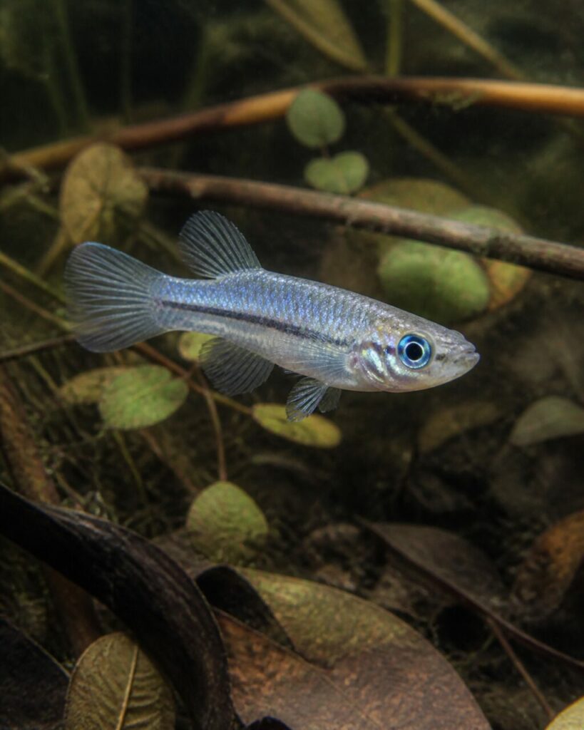 Normans Leuchtaugenfisch — Opaliner Rücken