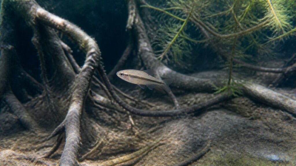 Kleiner Killifisch — Filigraner Schwimmer