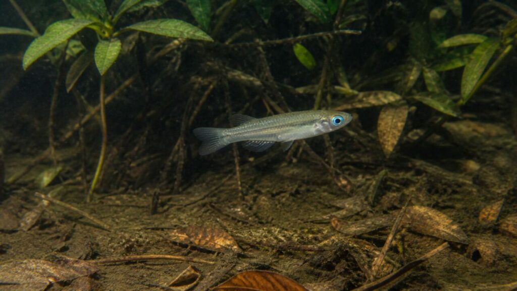 Normans Leuchtaugenfisch — Spindelförmige Silhouette