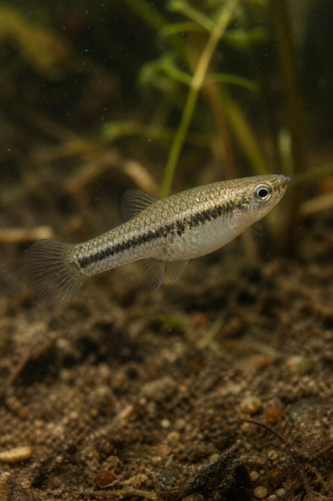 Kleiner Killifisch — Silbernes Schuppenkleid