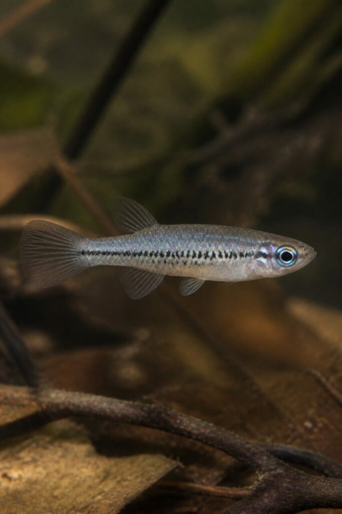 Normans Leuchtaugenfisch — Seitliche Punktreihe