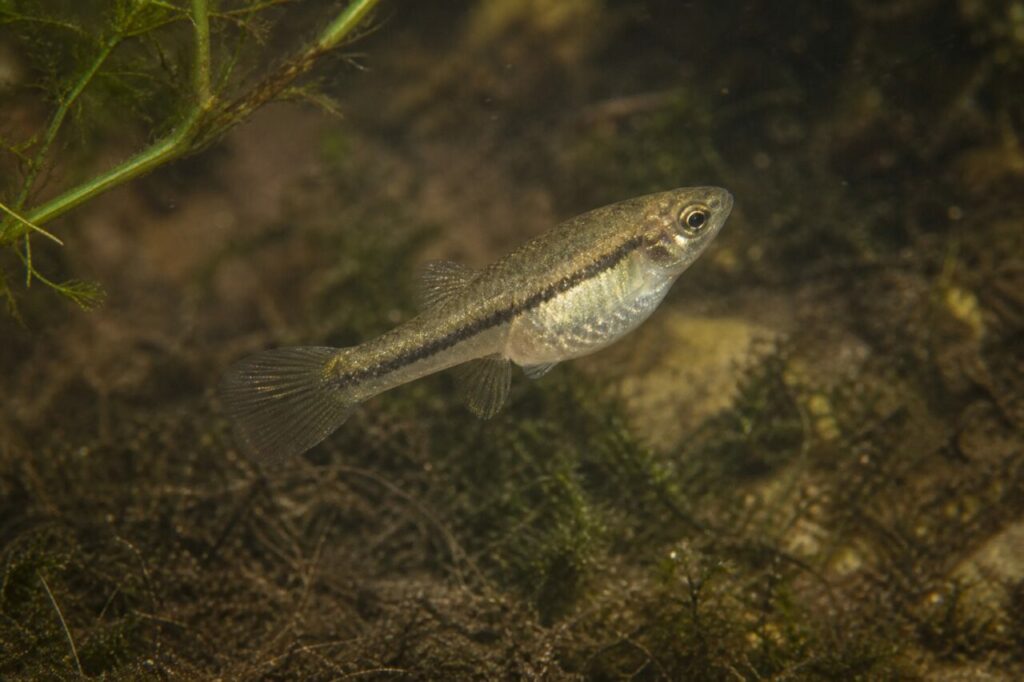 Kleiner Killifisch — Mittiger Streifen