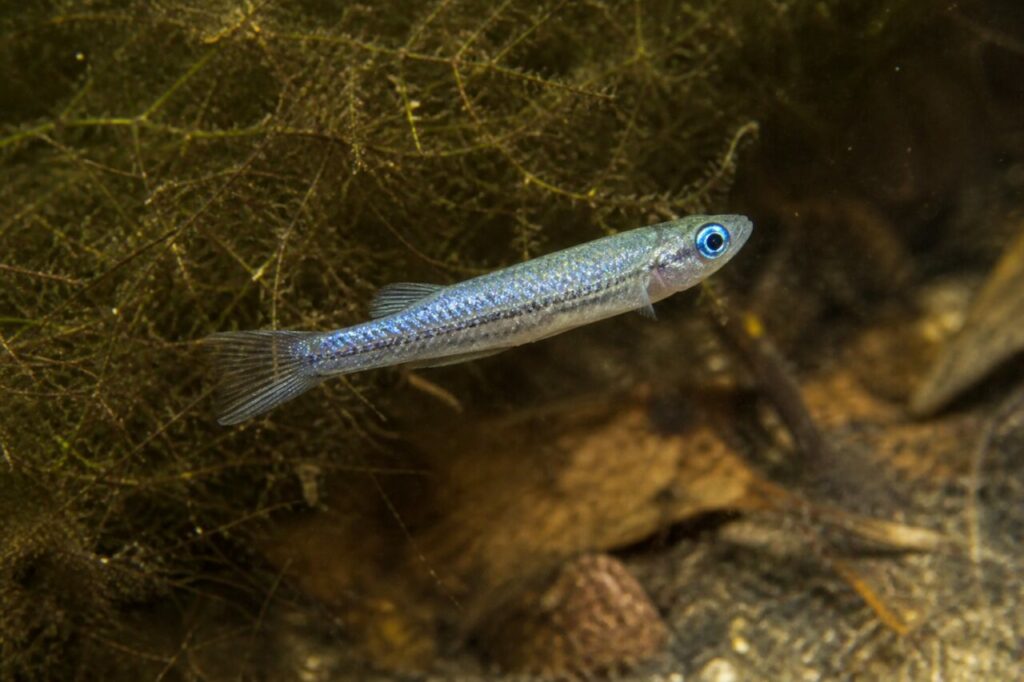Normans Leuchtaugenfisch — Elektrischer Schimmer