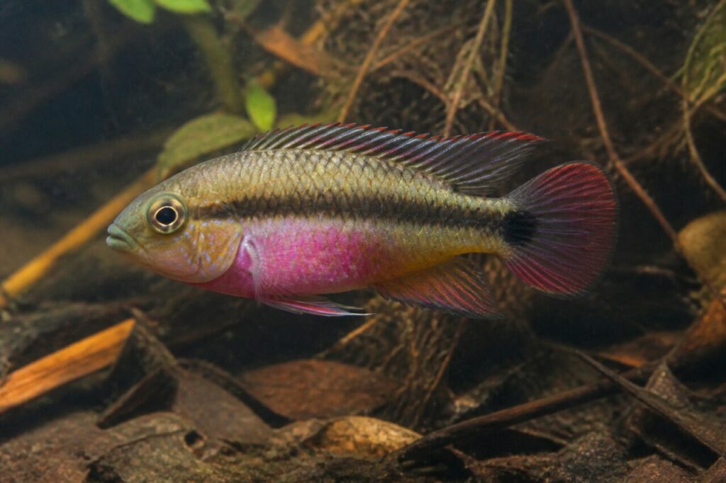 Purpurprachtbarsch — Magentafarbener Bauch
