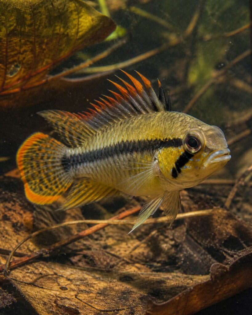 Kakadu-Zwergbuntbarsch — Orange Schwanzflosse