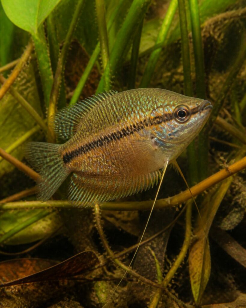Gourami grogneur — Mouchetures lagon