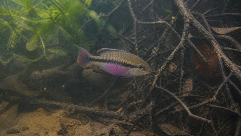 Purpurprachtbarsch — Bronzefarbener Rücken