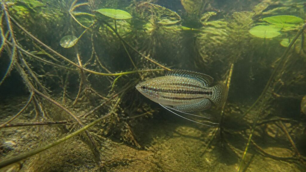 Gourami grogneur — Traits longitudinaux