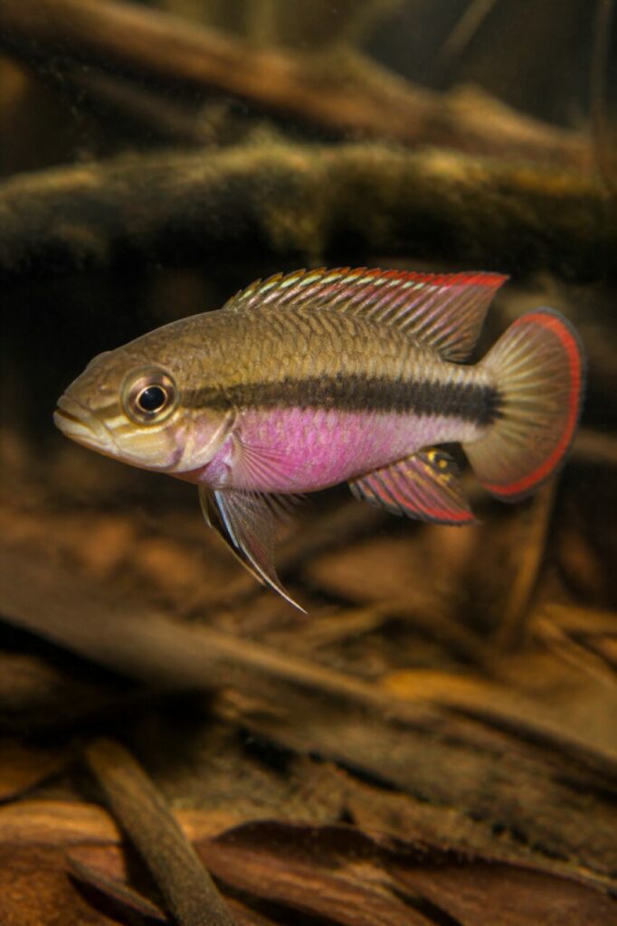 Purpurprachtbarsch — Gemusterte Schwanzflosse