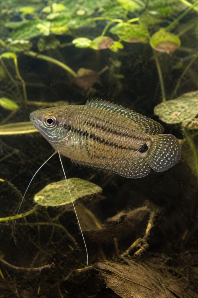 Gourami grogneur — Filaments argentés