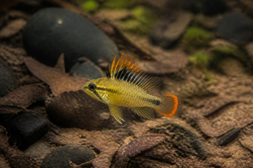 Kakadu-Zwergbuntbarsch — Goldene Schuppen