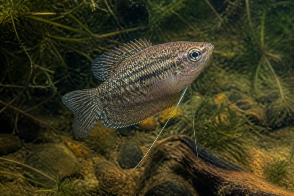 Gourami grogneur — Écailles olivâtres