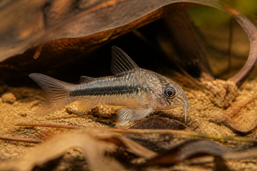 Corydoras pygmée — Ligne charbon