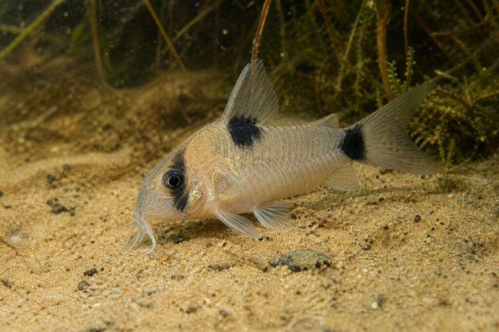 Corydoras panda — Masque d'encre