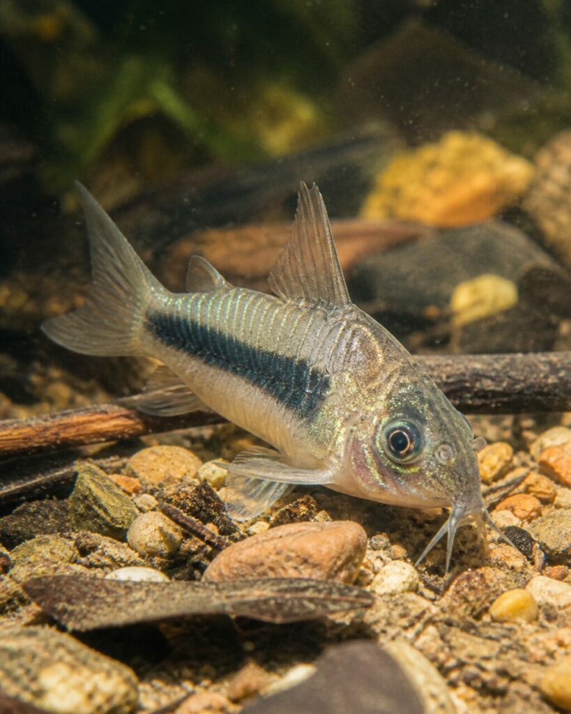 Corydoras pygmée — Reflets argentés