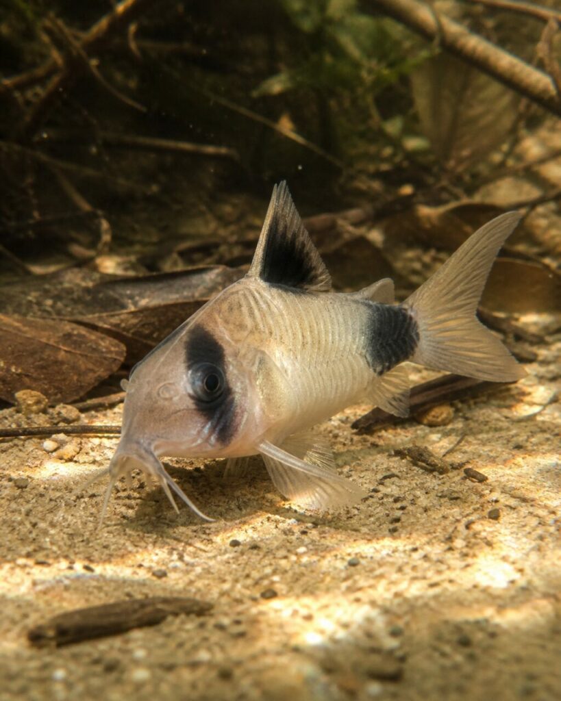 Corydoras panda — Selle dorsale