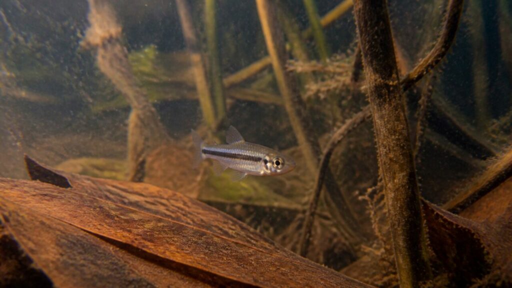 Corydoras pygmée — Dorsale translucide