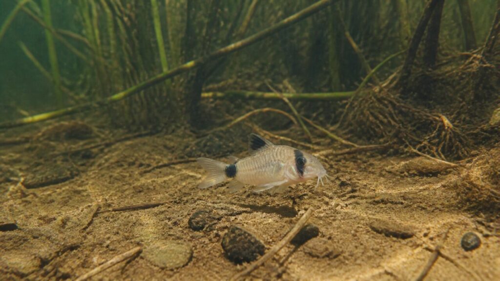 Corydoras panda — Tache caudale