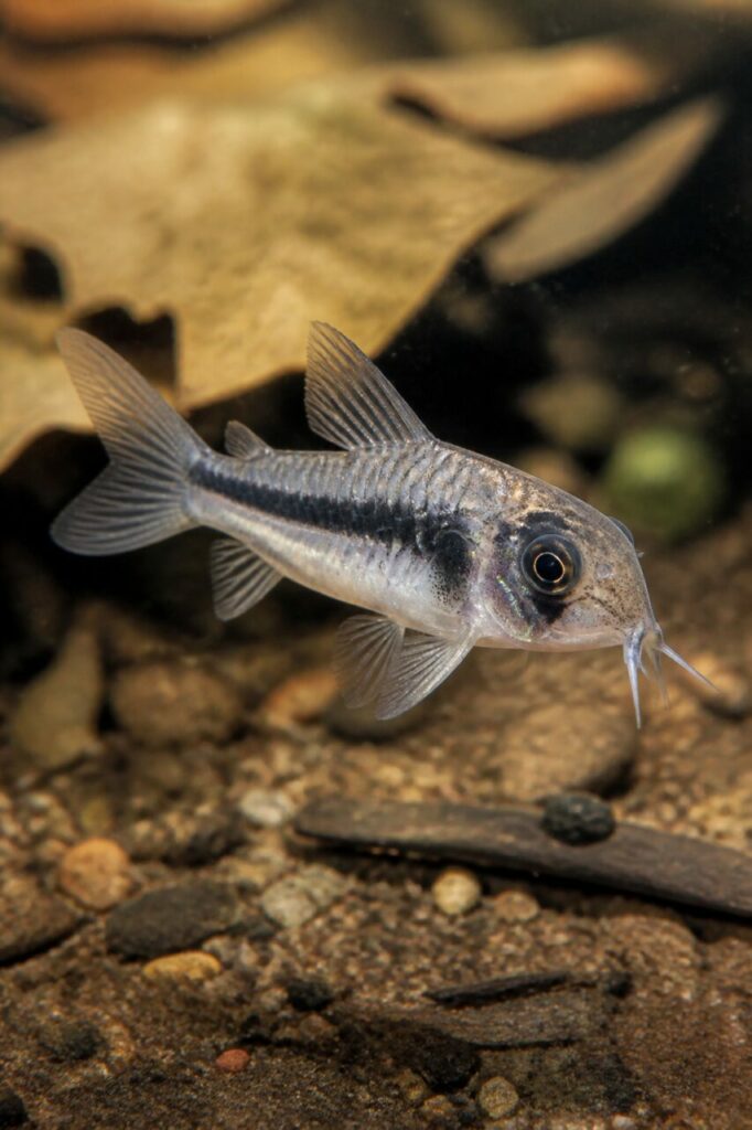 Corydoras pygmée — Barbillons graciles
