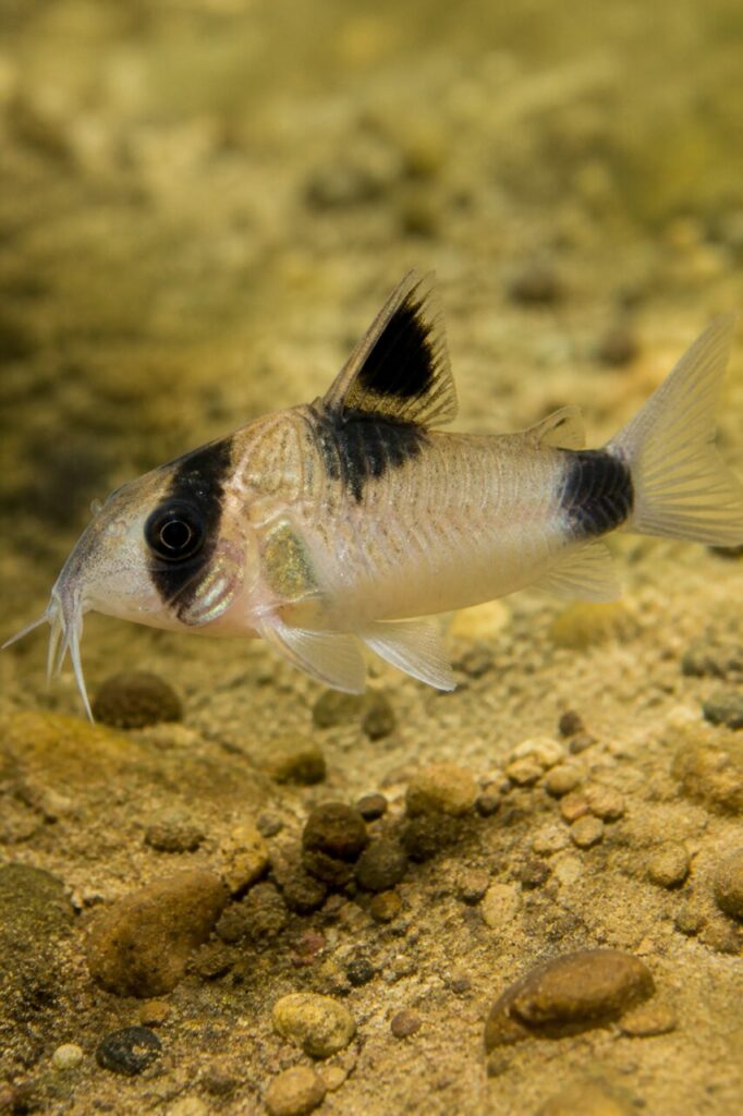 Corydoras panda — Plaques nacrées