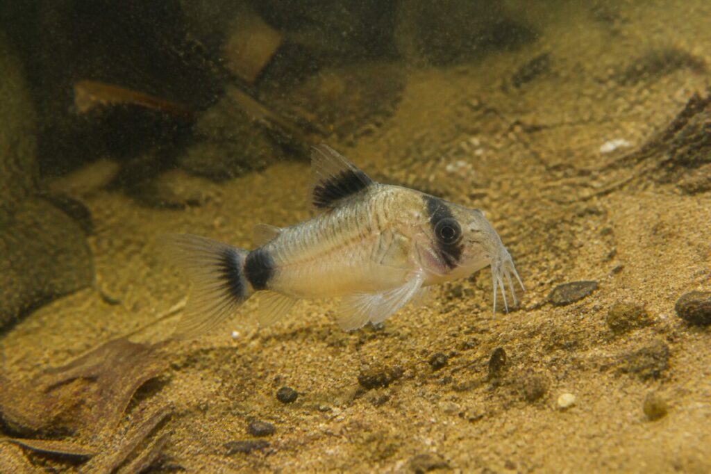 Corydoras panda — Barbillons pâles