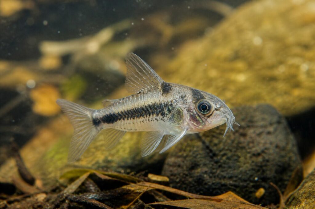 Corydoras pygmée — Queue cristalline